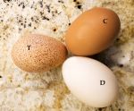 User:  Lynne
Name:  Turkey Duck Chicken Eggs.jpg
Title: Turkey Duck Chicken Eggs.jpg
Views: 5
Size:  178.27 KB